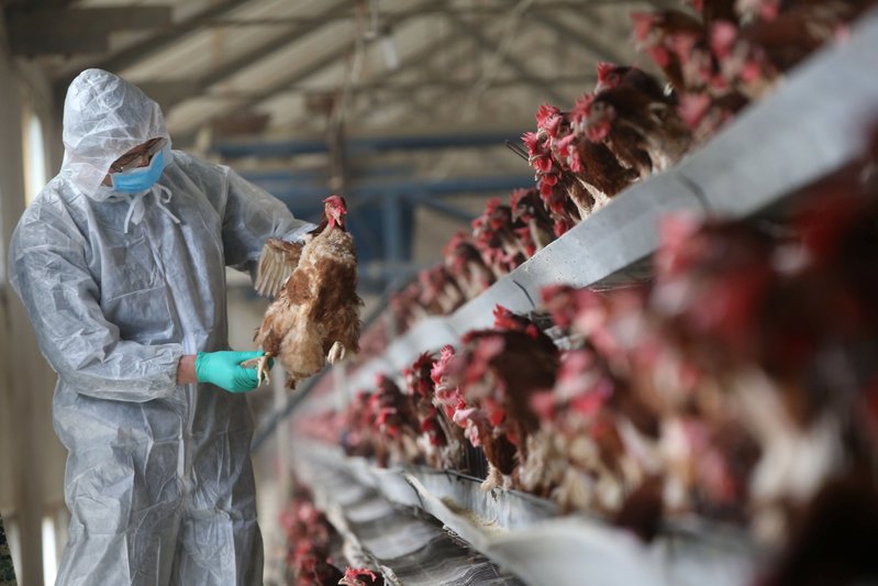 Thịt gà Trung Quốc rẻ kỷ lục vì cúm gia cầm 