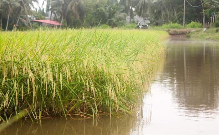 Mặc áo hữu cơ cho lúa ở vuông tôm 