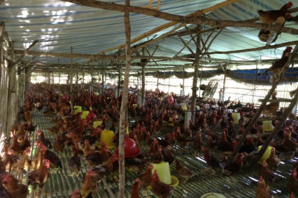 Giá gà 15.000 đồng/kg, người nuôi tại Đồng Nai lỗ nặng