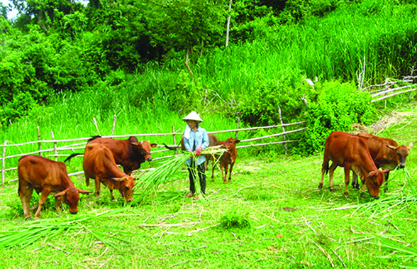 Thể chế “trói chân” nông nghiệp