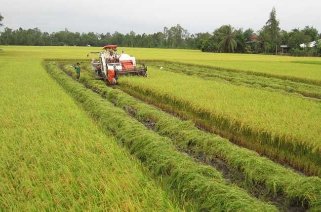 4 thách thức đối với nông nghiệp Việt Nam