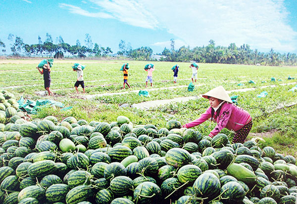 Liên kết vùng và “mắt xích” doanh nghiệp!