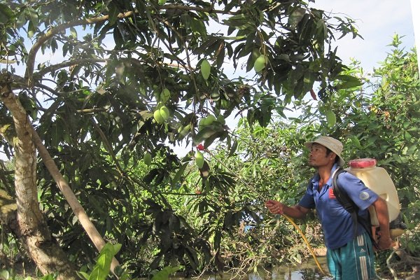Mỹ mở cửa thêm cho trái xoài Việt Nam