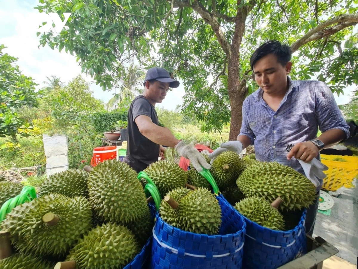 Cần Thơ bàn giải pháp phát triển ngành hàng sầu riêng đạt chất lượng xuất khẩu