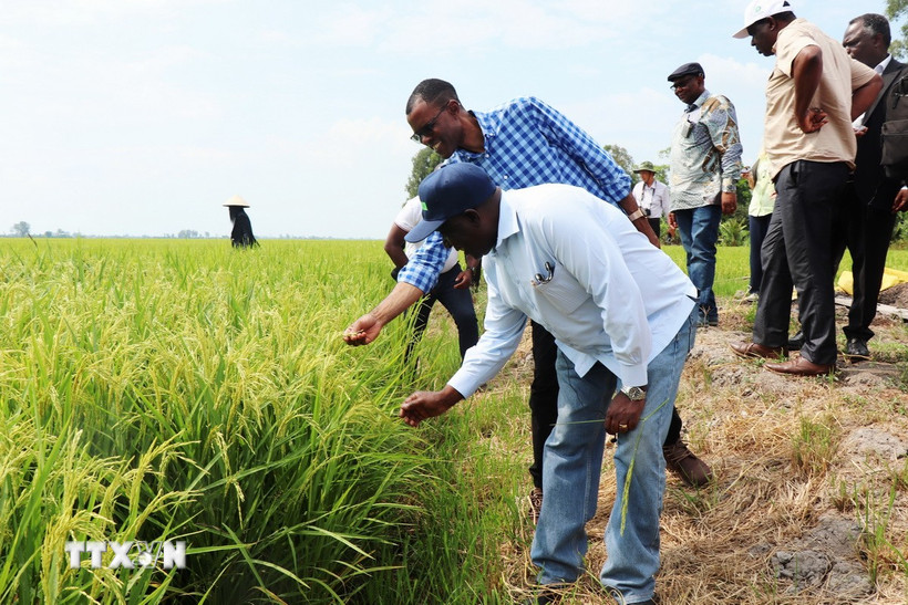 Cần Thơ hợp tác chia sẻ kinh nghiệm chuyển đổi nông nghiệp với Zambia