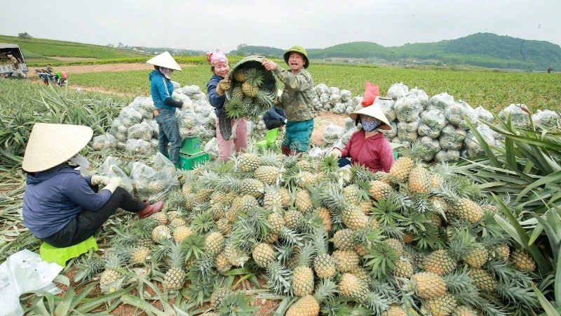 Đẩy mạnh liên kết trong sản xuất nông nghiệp