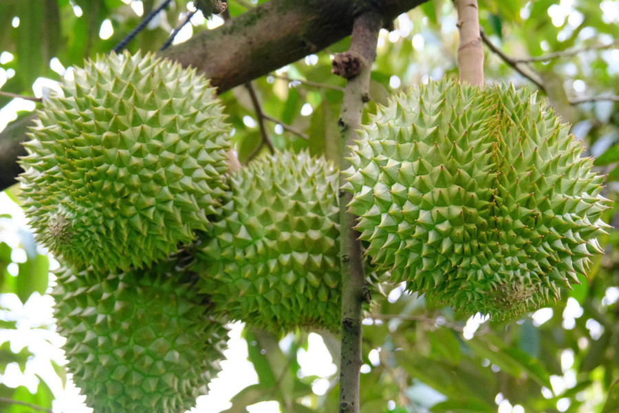 Đề xuất nhiều giải pháp giữ vững thị trường xuất khẩu sầu riêng Cần Thơ