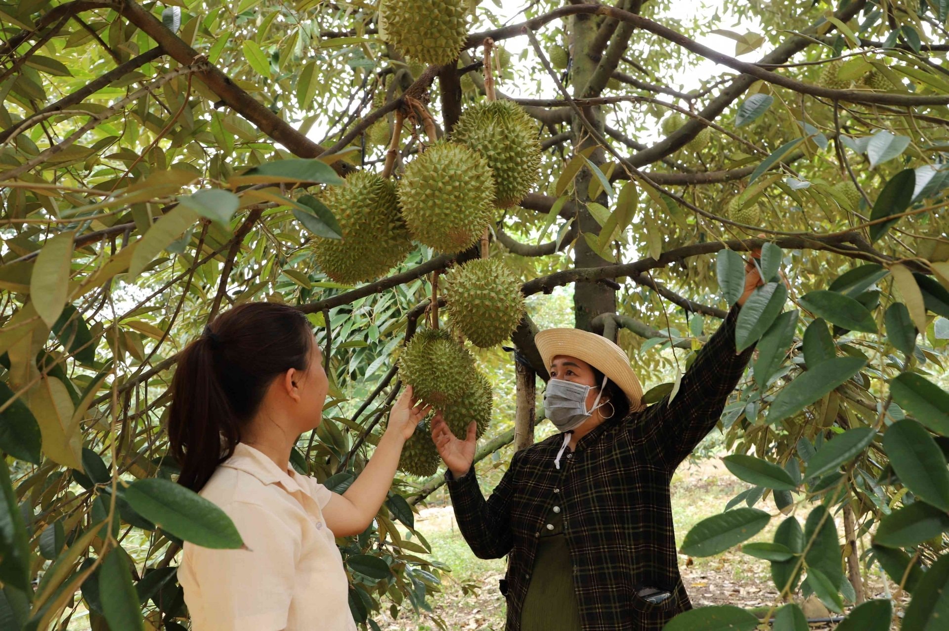 Đồng Nai đẩy mạnh nông nghiệp công nghệ cao, nâng cao giá trị nông sản: Mã số mở rộng vùng nguyên liệu Đồng Nai đẩy mạnh nông nghiệp công nghệ cao, nâng cao giá trị nông sản: Mã số mở rộng vùng nguyên liệu