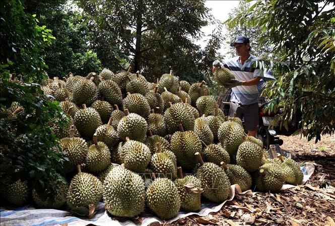 Đồng Nai thực hiện Nghị quyết 19-NQ/TW về nông nghiệp “Tam nông” là cơ sở để phát triển kinh tế bền vững