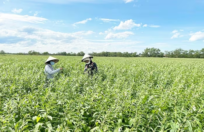 Làm nông nghiệp sạch, hút khách du lịch để làm giàu