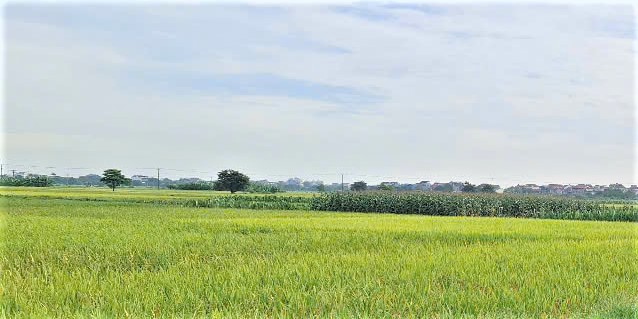 Ngành Nông nghiệp phát huy hiệu quả Đề án một triệu héc-ta chuyên canh lúa