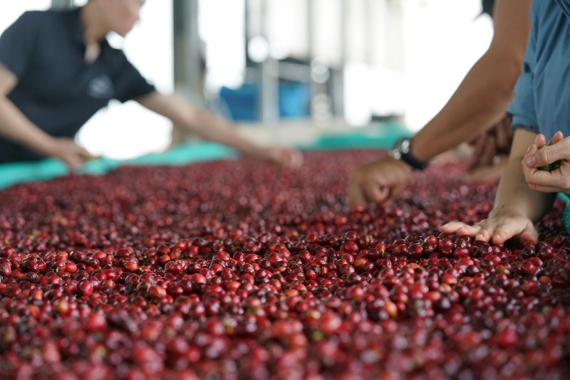 Ngành nông nghiệp quyết tâm cán đích xuất khẩu 65 tỷ USD trong năm 2025