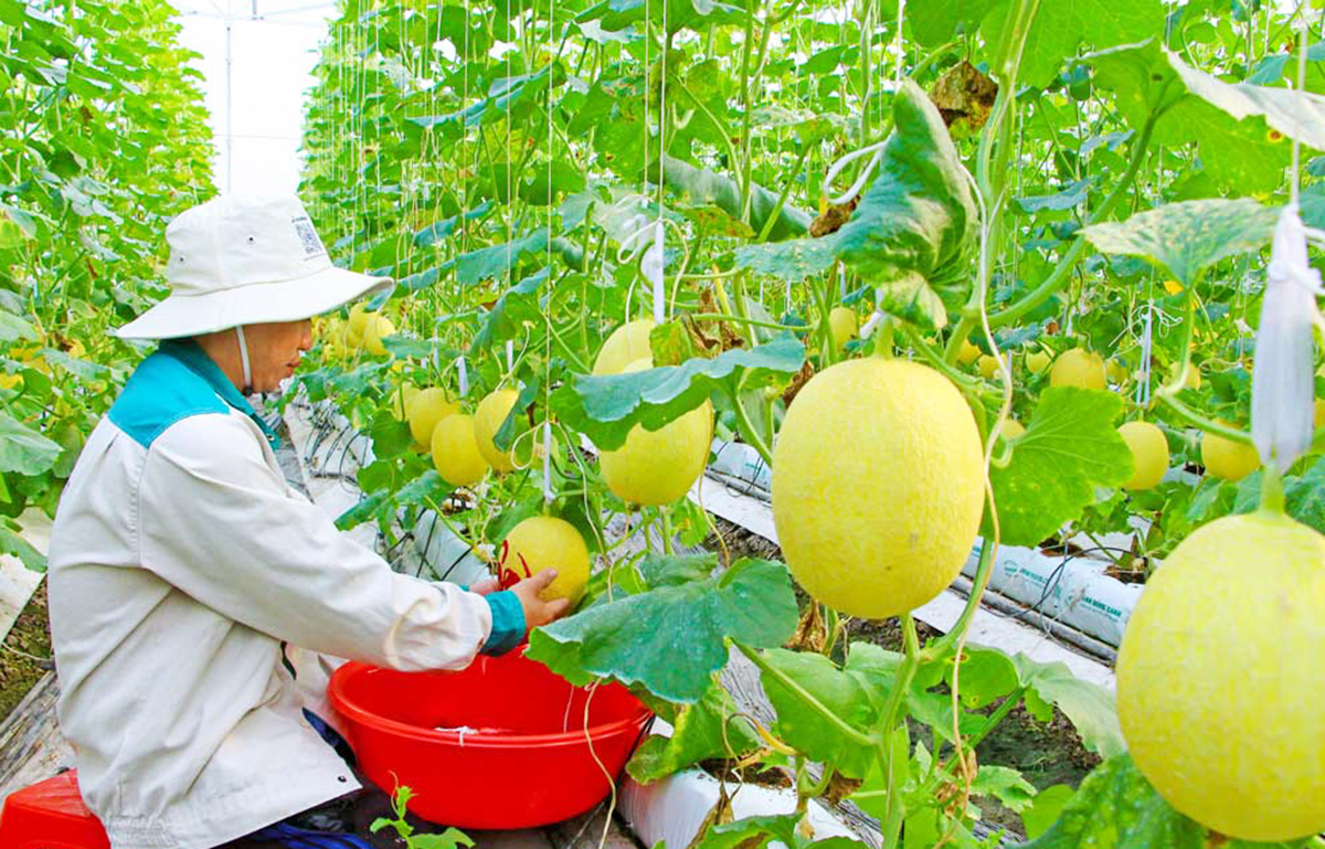 Những cánh đồng thông minh trên hành trình xây dựng nông thôn mới ở Vĩnh Long
