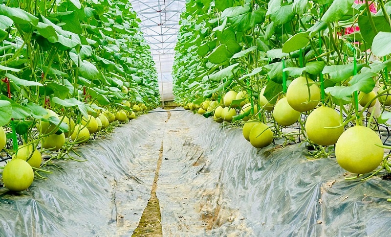 Những mô hình nông nghiệp công nghệ cao cho 'trái ngọt' ở Nghệ An