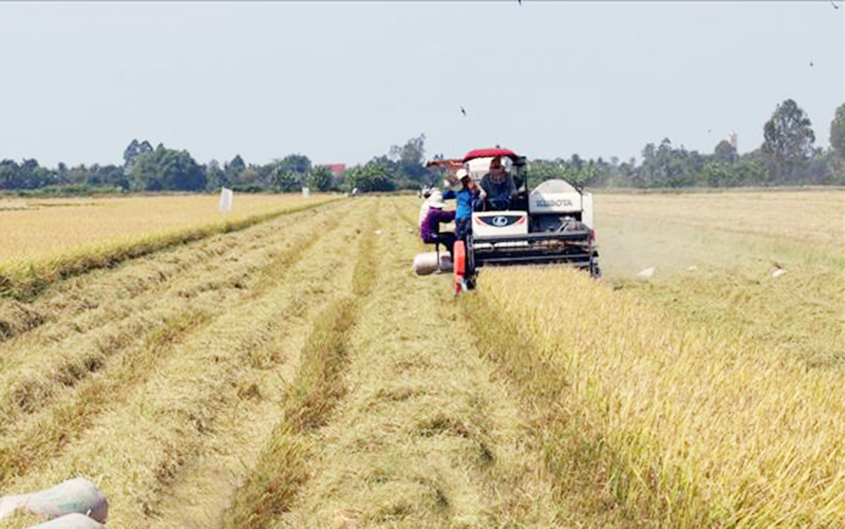 Nông dân thời đại số và những HTX làm nông nghiệp thông minh ở Kiên Giang