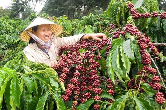 Nông nghiệp Sơn La tìm hướng đi bền vững cho ngành Cà phê