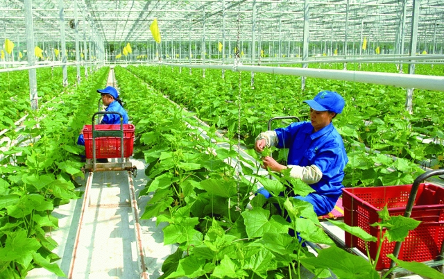 Nông nghiệp Viêt Nam tiếp tục lập kỷ lục