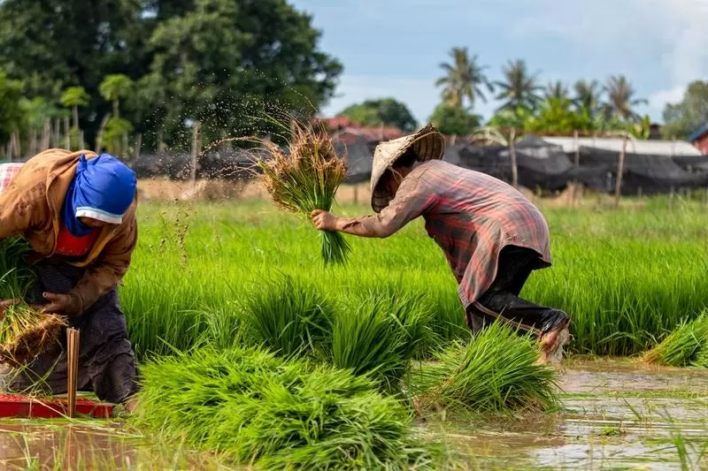 Pakistan muốn học Trung Quốc, xây dựng 'tương lai thịnh vượng' bằng kinh tế nông nghiệp