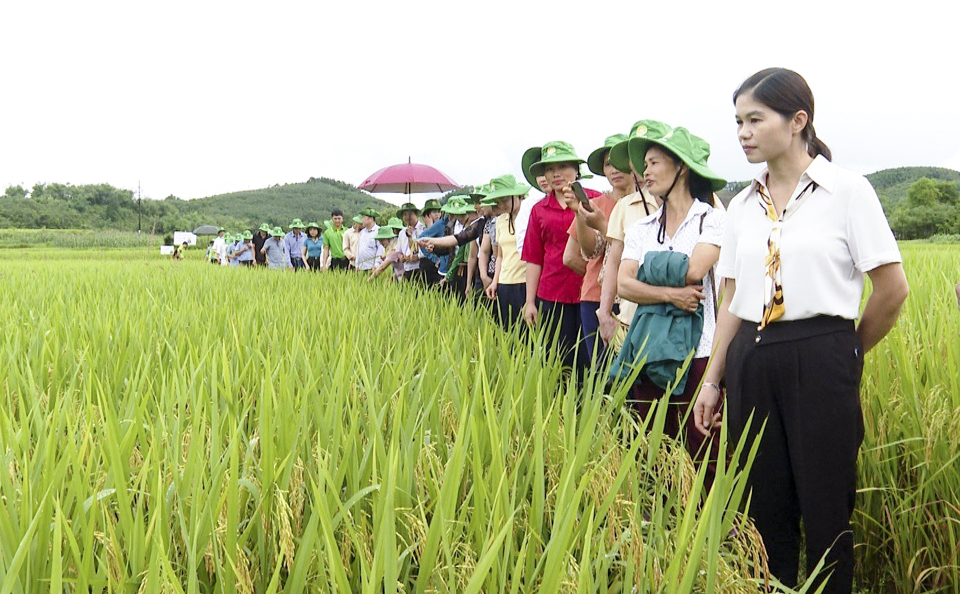 Phát triển nông nghiệp xanh, thúc đẩy cơ cấu lại kinh tế nông nghiệp