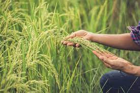 Sản xuất lúa chất lượng cao và cấp mã số vùng trồng để xuất khẩu