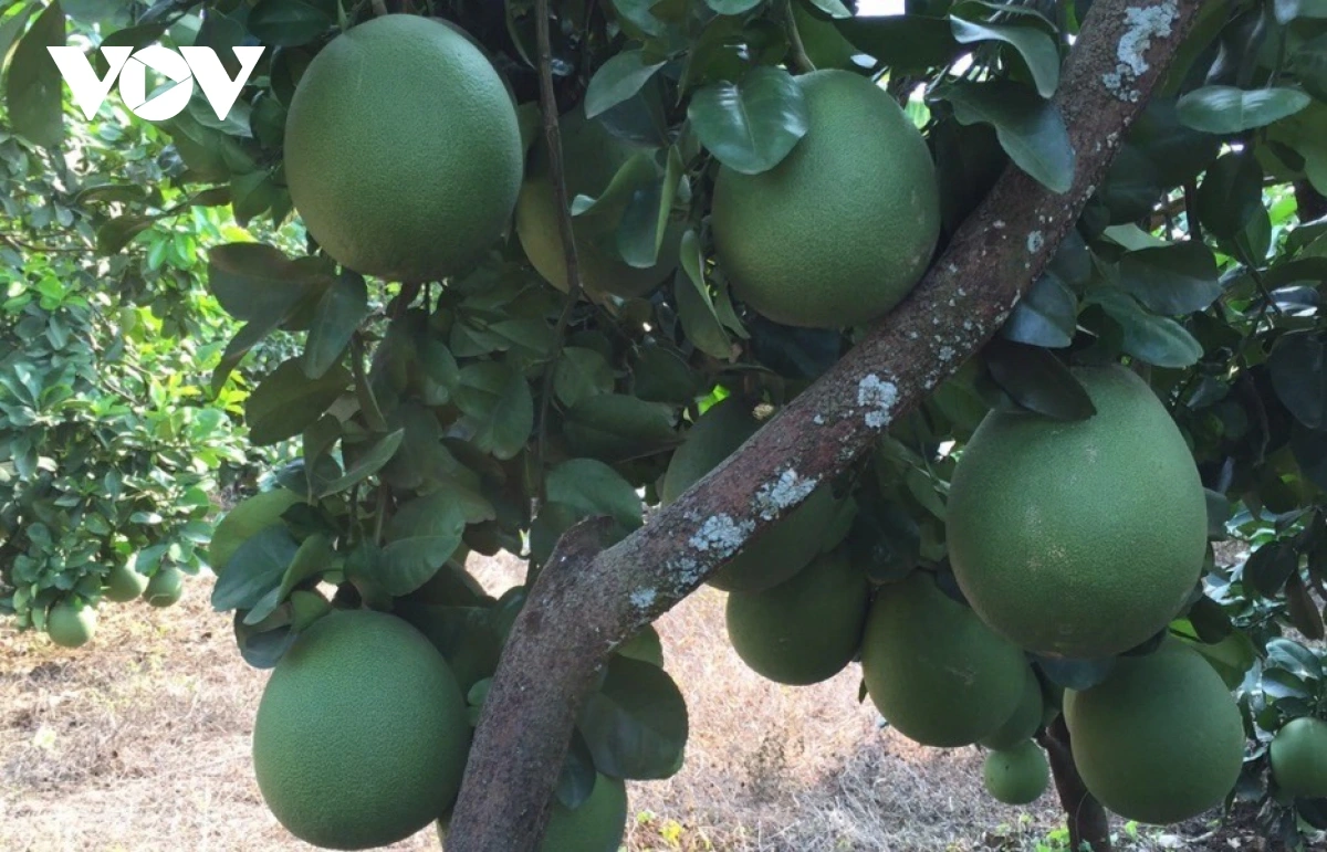 Tháo gỡ nhiều chính sách trong liên kết, tiêu thụ nông sản