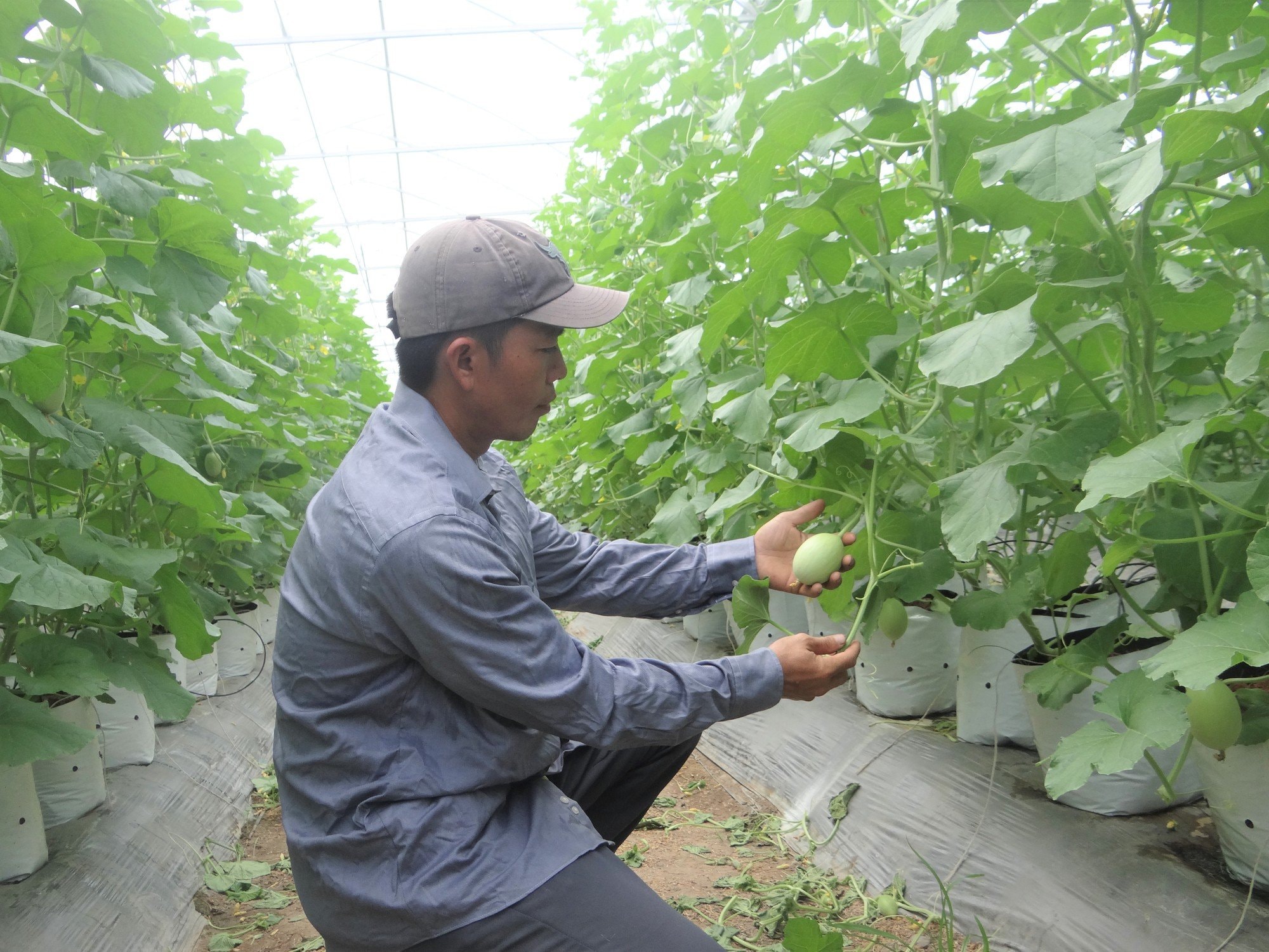 Thúc đẩy hoạt động khởi nghiệp lĩnh vực nông nghiệp