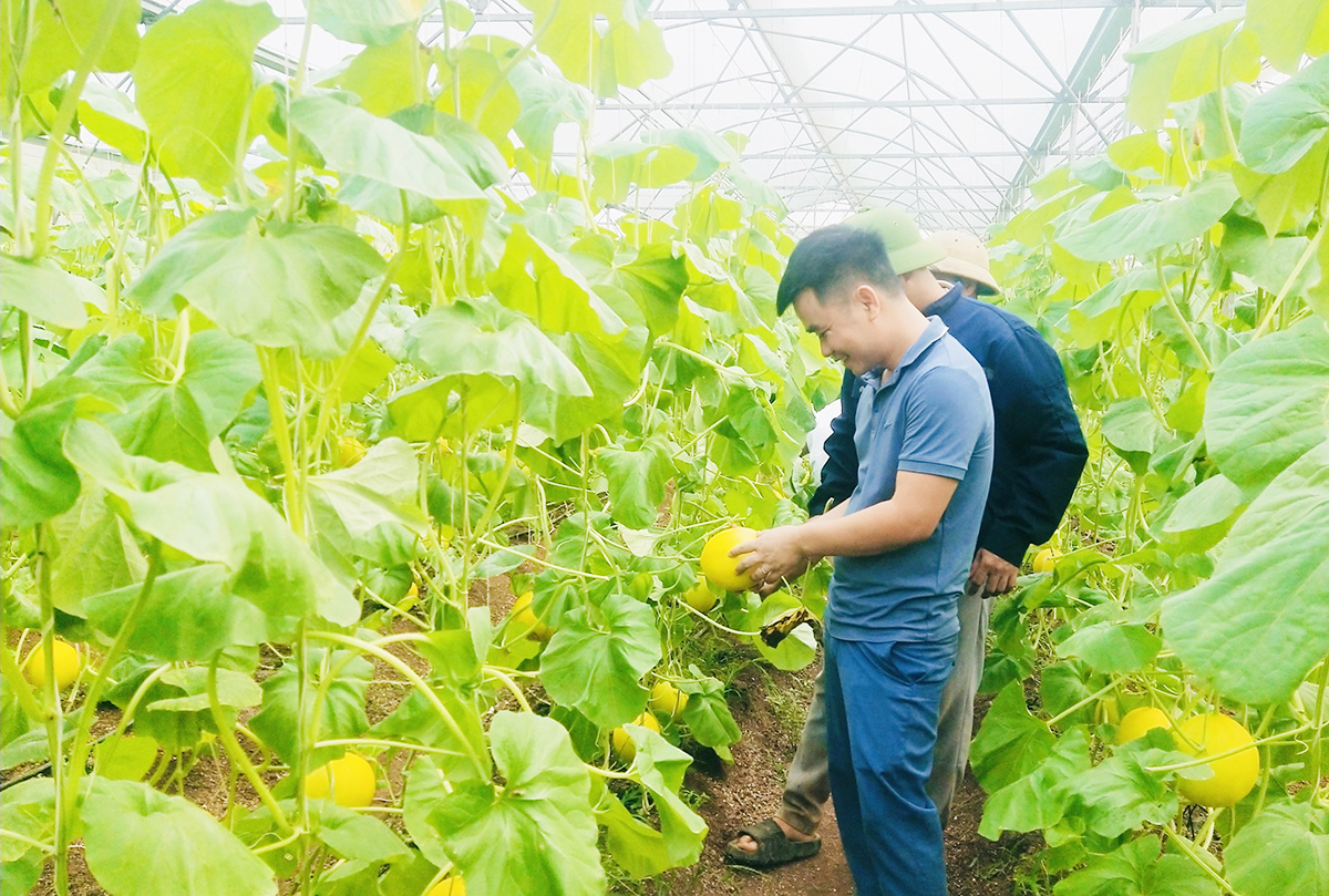 Ứng dụng công nghệ cao, nông dân xứ Nghệ gặt thành công với những trang trại tiền tỷ