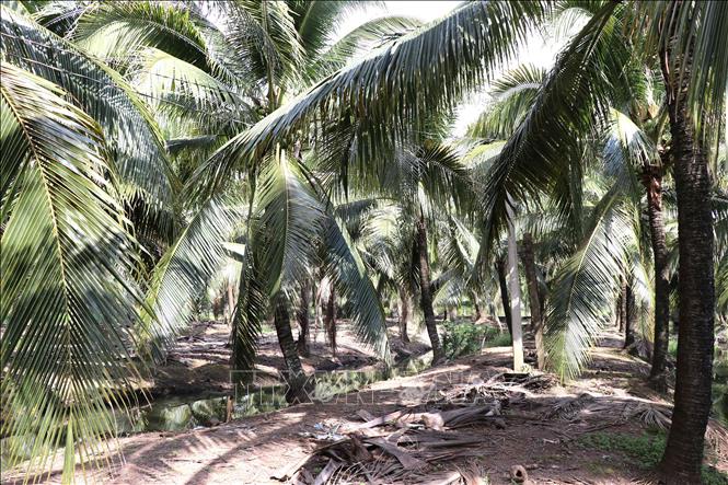 Vĩnh Long xây dựng vùng dừa hữu cơ 34.000 ha
